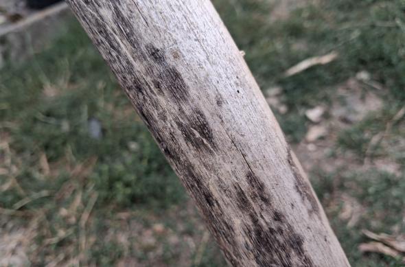 Samsung Galaxy A17 5G - Mostre closeup, macro: Samsung-Galaxy-A17-5G-Mostre-closeup-macro_002.jpg