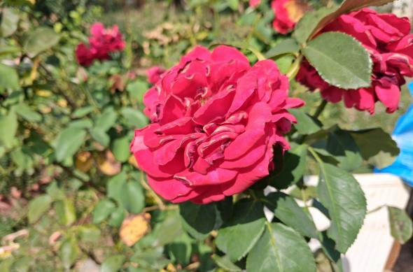 Samsung Galaxy A17 5G - Mostre bokeh: Samsung-Galaxy-A17-5G-Mostre-bokeh_001.jpg