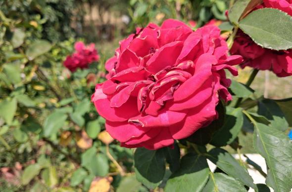 Samsung Galaxy A17 5G - Mostre bokeh: Samsung-Galaxy-A17-5G-Mostre-bokeh_002.jpg