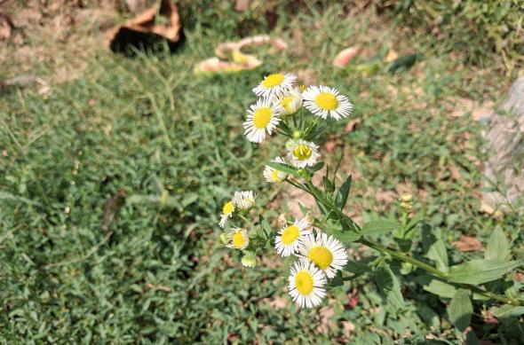 Samsung Galaxy A17 5G - Mostre bokeh: Samsung-Galaxy-A17-5G-Mostre-bokeh_003.jpg