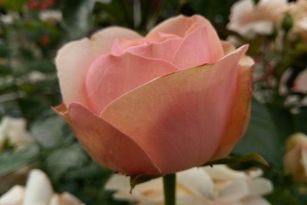 TP-Link Neffos X1 - Mostre Foto (ziua)