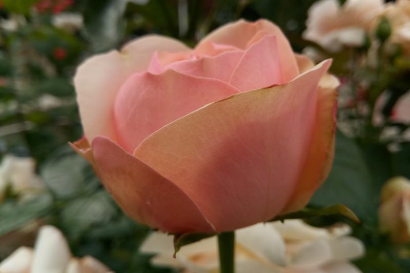 TP-Link Neffos X1 - Mostre Foto (ziua): IMG_20170622_153752.jpg