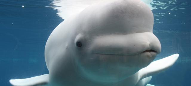 Viralul zilei: o balenă Beluga a salvat un telefon de la scufundarea în abis şi l-a adus înapoi (Video)