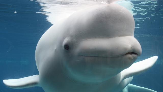 <b>Viralul zilei: o balenă Beluga a salvat un telefon de la scufundarea în abis şi l-a adus înapoi (Video)</b>Se pare că ştirile ultimelor săptămâni sunt dominate de balenele Beluga. Întâi a fost una cu echipament de spionaj rusesc la ştiri şi acum una care aduce înapoi un smartphone căzut în apă. Clipul de mai jos a fost postat 