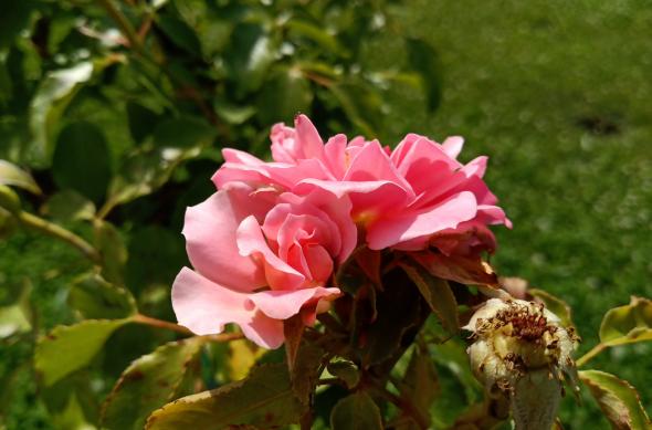 Allview Soul X5 Pro - Mostre Foto (bokeh): IMG_20180622_151200.jpg