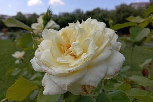 Allview Soul X5 Pro - Mostre Foto (bokeh)