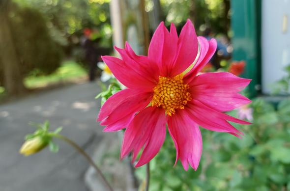 Motorola RAZR 5G - Mostre Foto (ziua): IMG_20200919_155745868_HDR.jpg