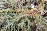 Mostre-macro_ (11).jpg