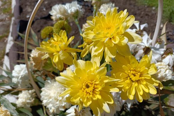 realme 8 5G - Mostre Foto (ziua)