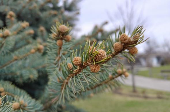 realme 12 Pro+ - Mostre bokeh: realme-12-pro-plus-bokeh_001.jpg