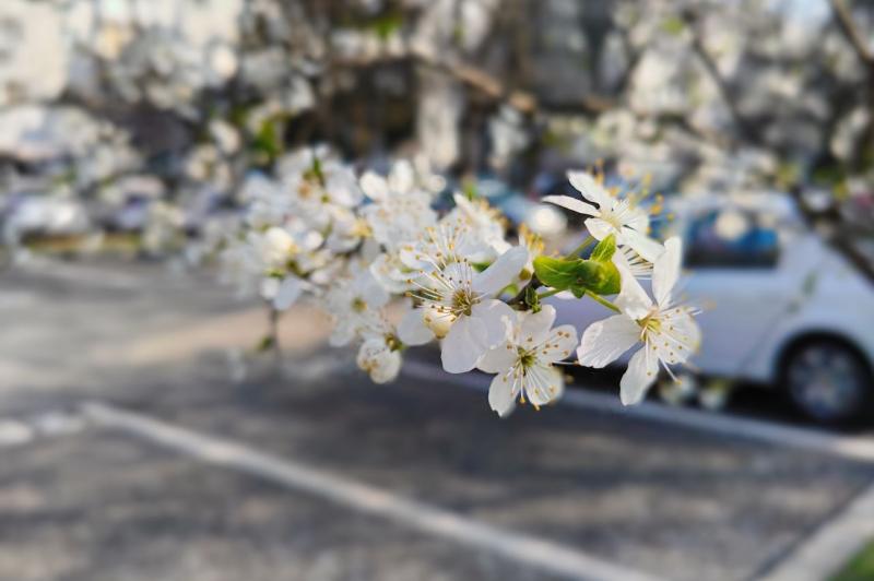 Nothing Phone (2a) - Mostre portrait: Nothing-Phone-2a-Mostre-Portrait_002.jpg