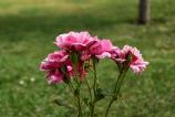Honor-Magic-V5-Mostre-Bokeh_019.jpg