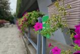 Honor-Magic-V5-Mostre-Bokeh_014.jpg