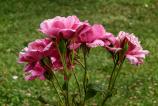 Honor-Magic-V5-Mostre-Bokeh_020.jpg