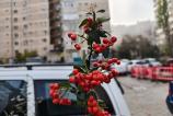 OPPO-Find-X8-Pro-Mostre-Bokeh_002.jpg