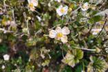 OPPO-Find-X8-Pro-Mostre-Bokeh_009.jpg