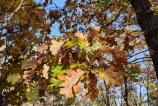 OPPO-Find-X8-Pro-Mostre-culori_011.jpg
