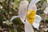 OPPO-Find-X8-Pro-Mostre-macro_006.jpg