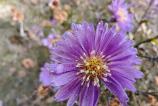 OPPO-Find-X8-Pro-Mostre-macro_008.jpg
