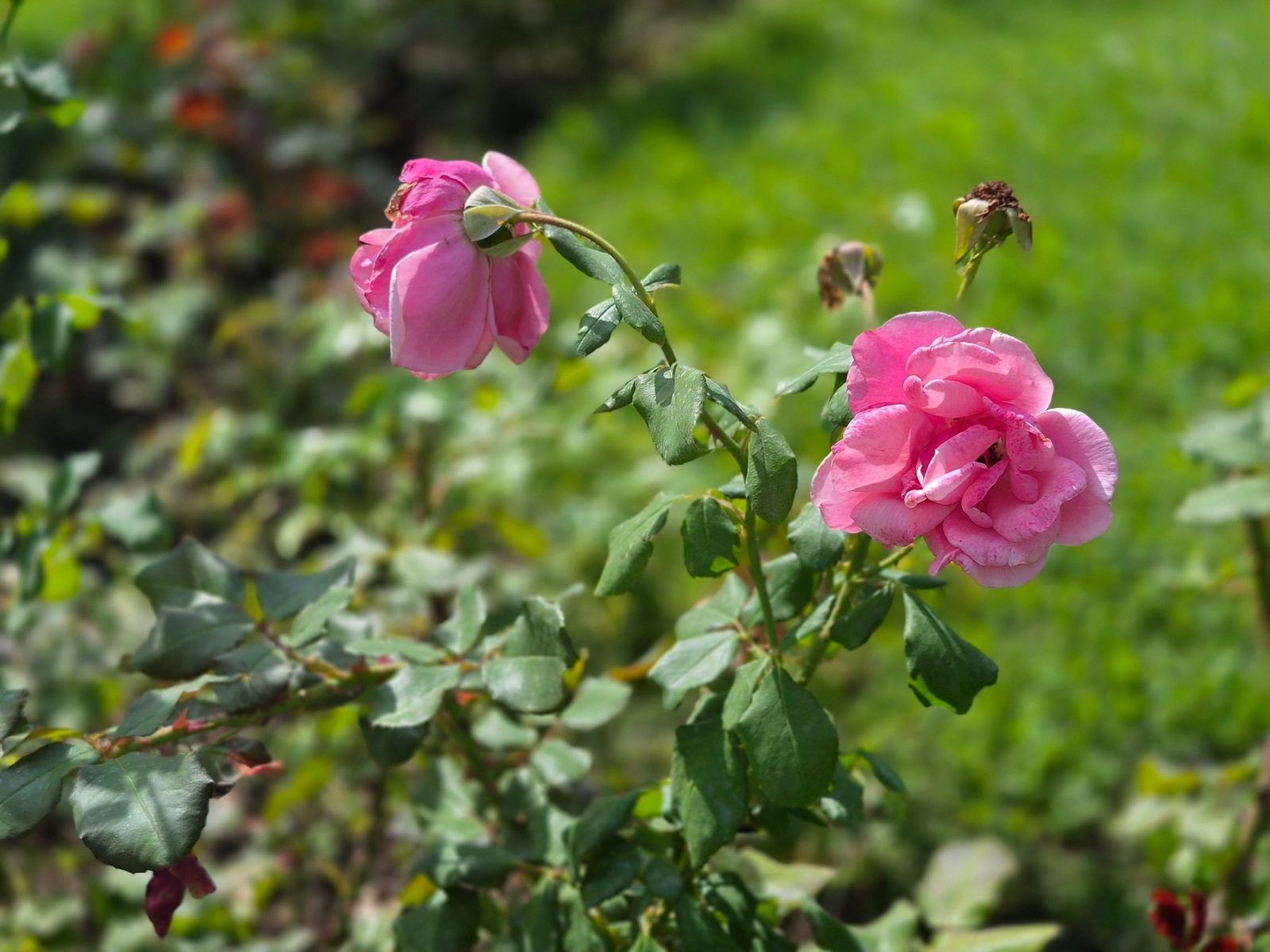Samsung Galaxy S26 FE - Mostre bokeh (galerie)