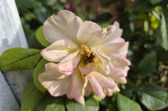 Samsung Galaxy S25 FE - Fotografii realizate ziua (București): 20251005_162006.jpg