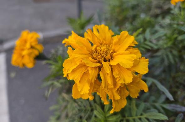 Samsung Galaxy S25 FE - Fotografii realizate ziua (București): 20251005_164521.jpg