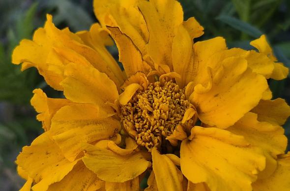 Samsung Galaxy S25 FE - Fotografii realizate ziua (București): 20251005_164525.jpg