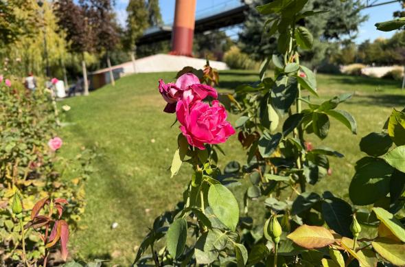 iPhone 17 Pro Max - Mostre bokeh: iPhone-17-Pro-Max-Mostre-bokeh_001.jpg