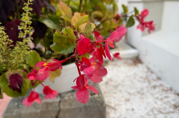 iPhone 17 Pro Max - Mostre bokeh: iPhone-17-Pro-Max-Mostre-bokeh_014.jpg