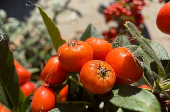 iPhone 17 Pro Max - Mostre macro: iPhone-17-Pro-Max-Mostre-macro_001.jpg