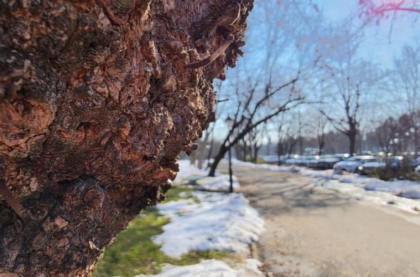 Samsung Galaxy S26 Ultra - Mostre closeup: Closeup_ (1).jpg