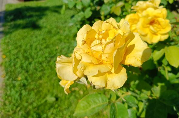 realme 11 Pro - Mostre closeup, bokeh: realme-11-Pro-Closeup-Bokeh_008.jpg