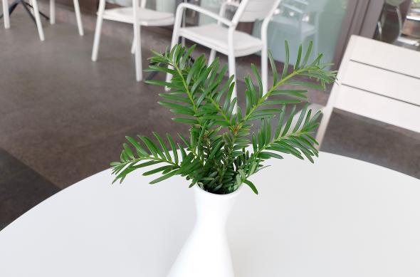 realme C53 - Mostre Foto (ziua): np2060.jpg