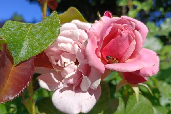 realme 11 Pro - Mostre closeup, bokeh