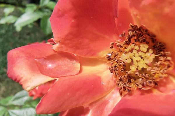 Motorola RAZR 40 - Mostre foto (macro)