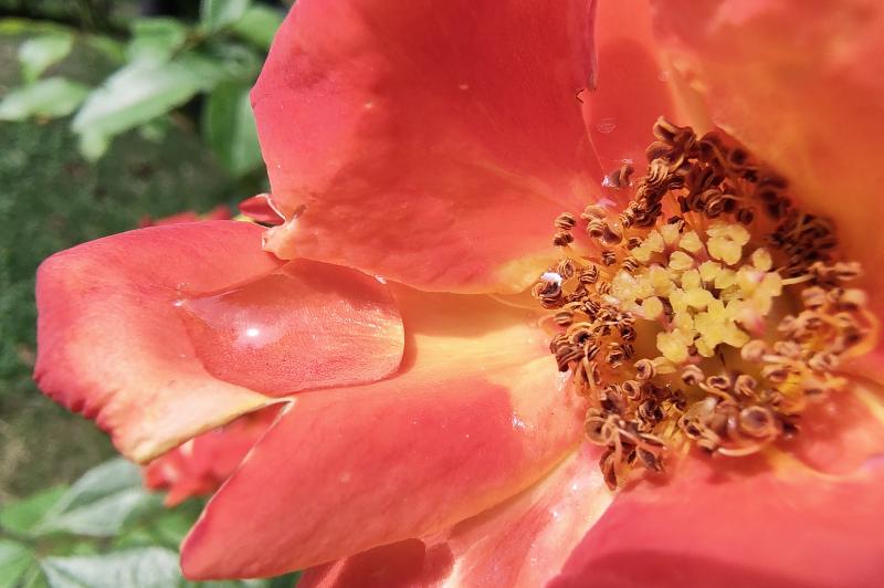 Motorola RAZR 40 - Mostre foto (macro): Moto-RAZR-40-Macro_018.jpg