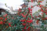 Sony-Xperia-1-VI-Mostre-Bokeh_002.jpg