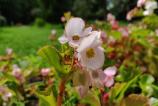 IMG_20180714_161137_Bokeh.jpg