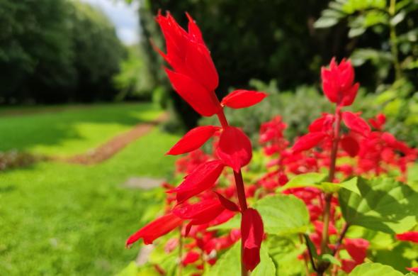 OnePlus 6 - Mostre Foto (bokeh): IMG_20180714_160512_Bokeh.jpg