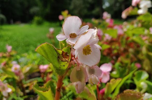 OnePlus 6 - Mostre Foto (bokeh): IMG_20180714_161137_Bokeh.jpg