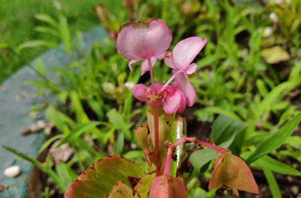 OnePlus 6 - Mostre Foto (bokeh): IMG_20180714_161157.jpg