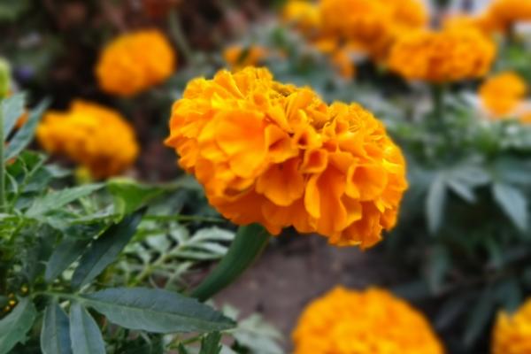 Fotografii de tip Bokeh făcute cu Motorola Moto G6 Plus