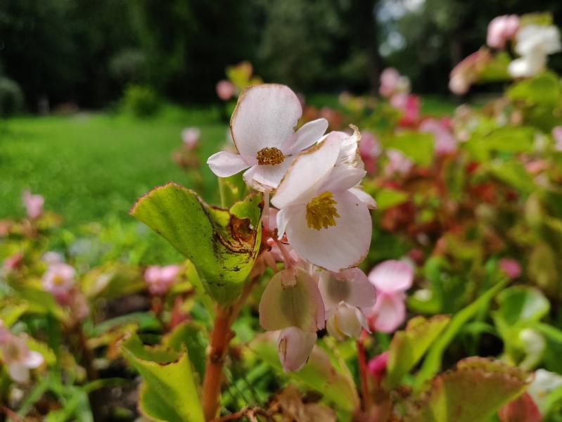 OnePlus 6 - Mostre Foto (bokeh): IMG_20180714_161137_Bokeh.jpg