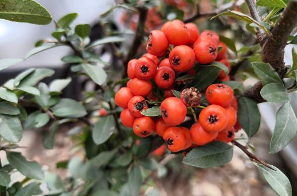 Nothing Phone (3a) Lite - Mostre zi: Zi (5).jpg