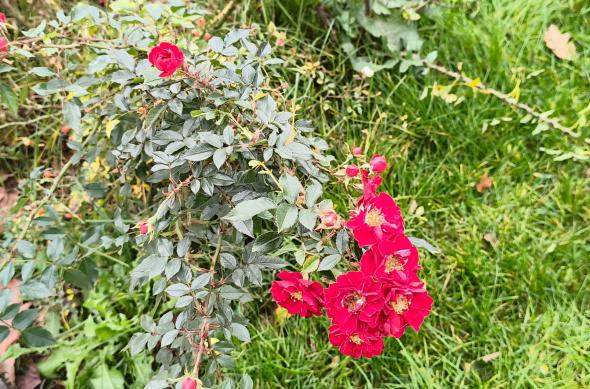 Nothing Phone (3a) Lite - Mostre bokeh: Bokeh (7).jpg