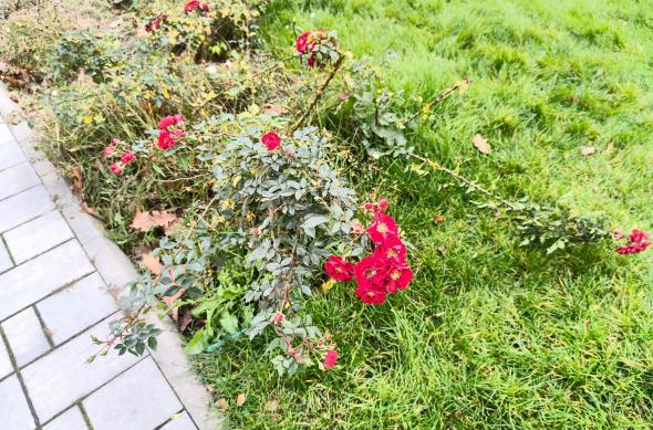 Nothing Phone (3a) Lite - Mostre bokeh: Bokeh (6).jpg