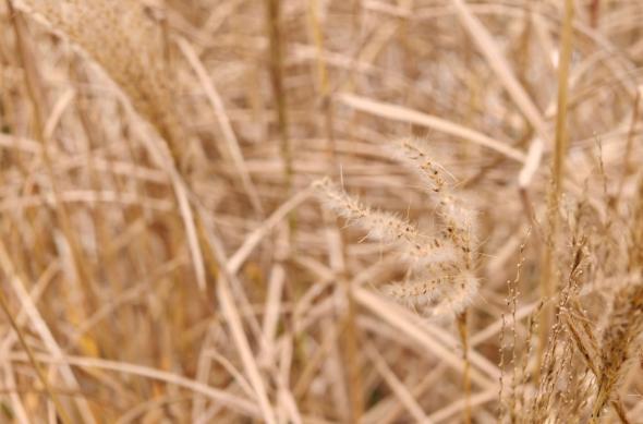 realme GT 8 Pro - Mostre macro: Macro (9).jpg