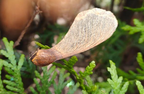 realme GT 8 Pro - Mostre macro: Macro (5).jpg