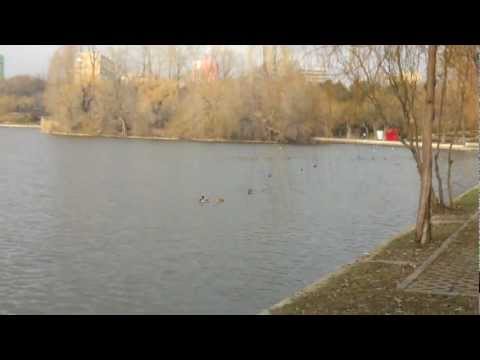 ZTE Grand X IN video sample I. - Mobilissimo.ro