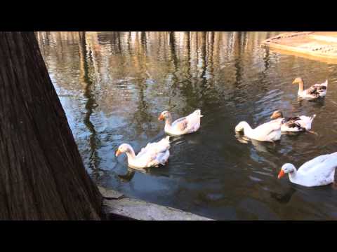 iPad Mini 2 (Retina) Video Sample VI. - Mobilissimo.ro